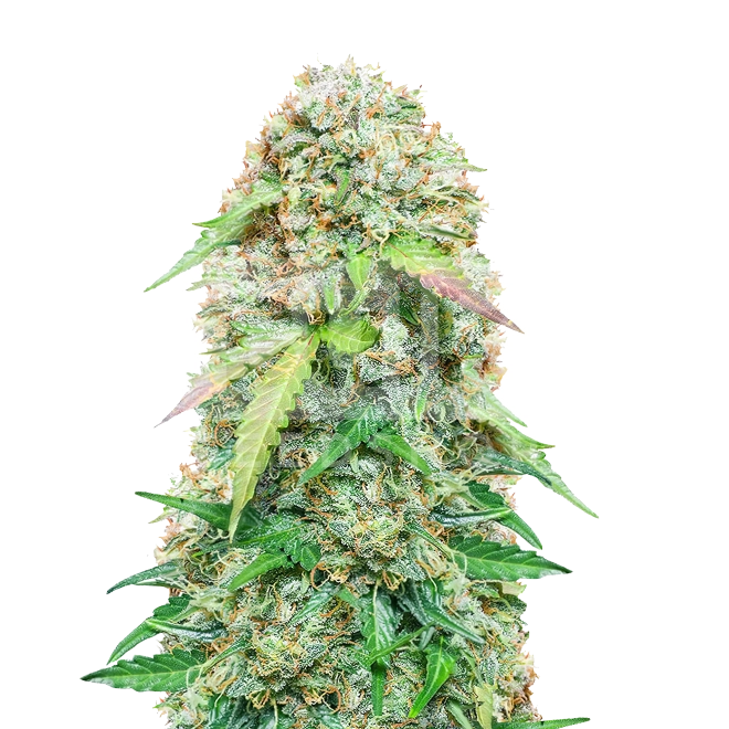 Jack Herer Autoflower Seeds