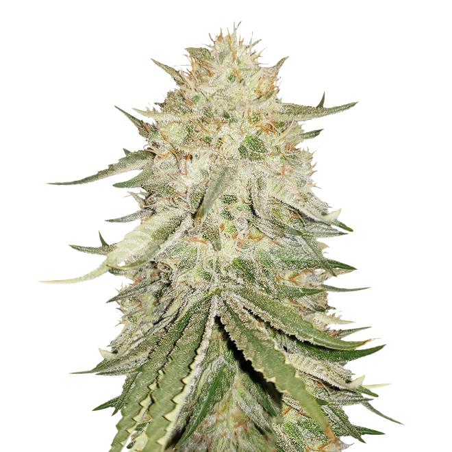 Kushberry Feminized Seeds