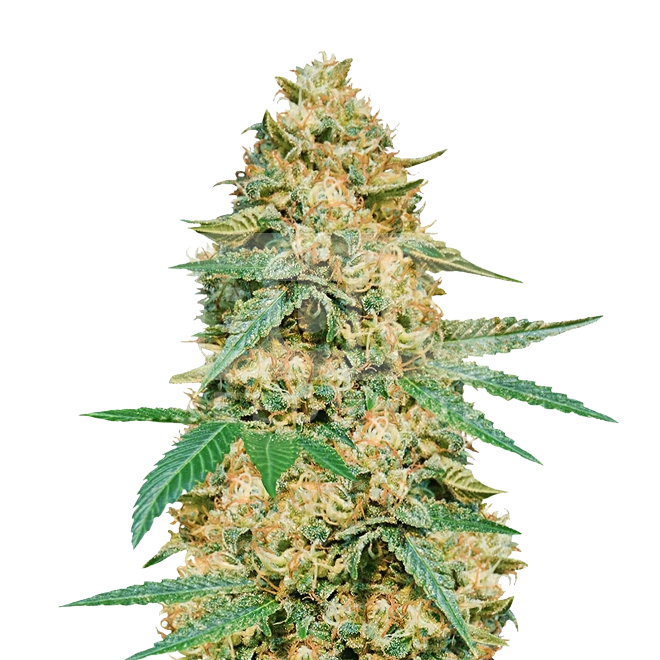 LA Confidential Feminized Seeds