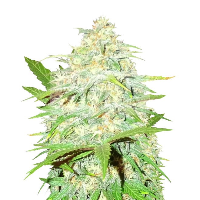 Legend OG Feminized Seeds