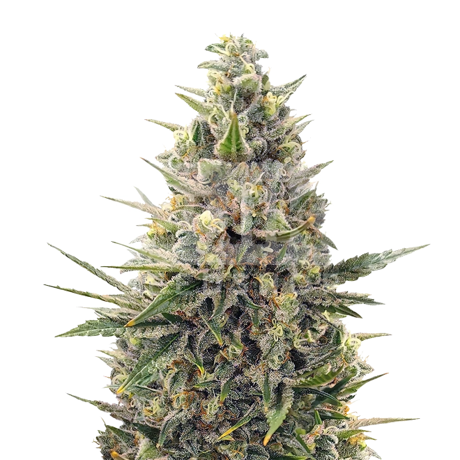Lemon Kush F1 Feminized Seeds
