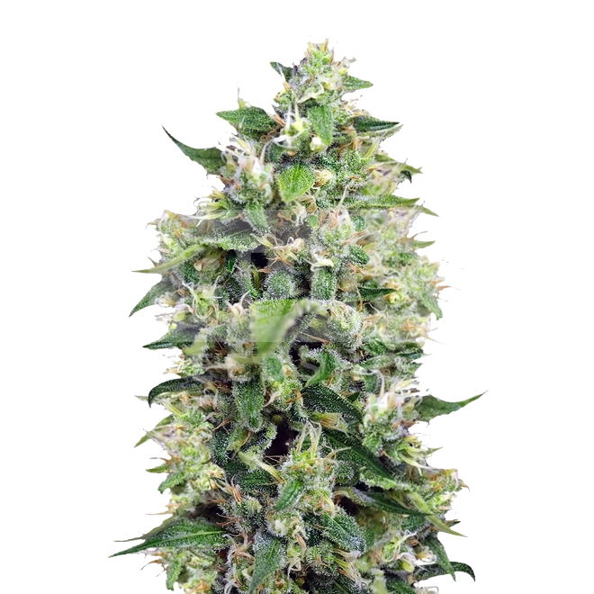 Lowryder Autoflower Seeds