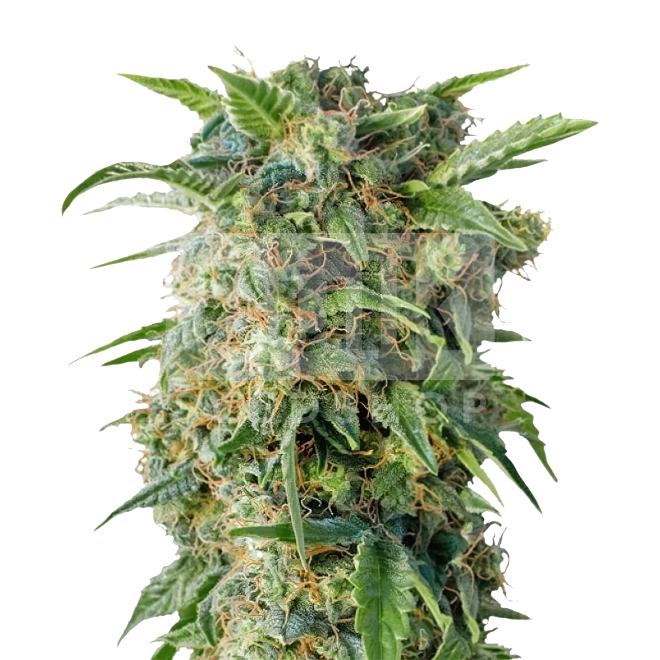 LSD Feminized Seeds