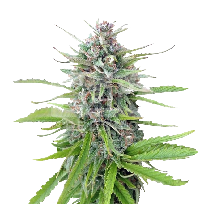 Maui Waui Feminized Seeds