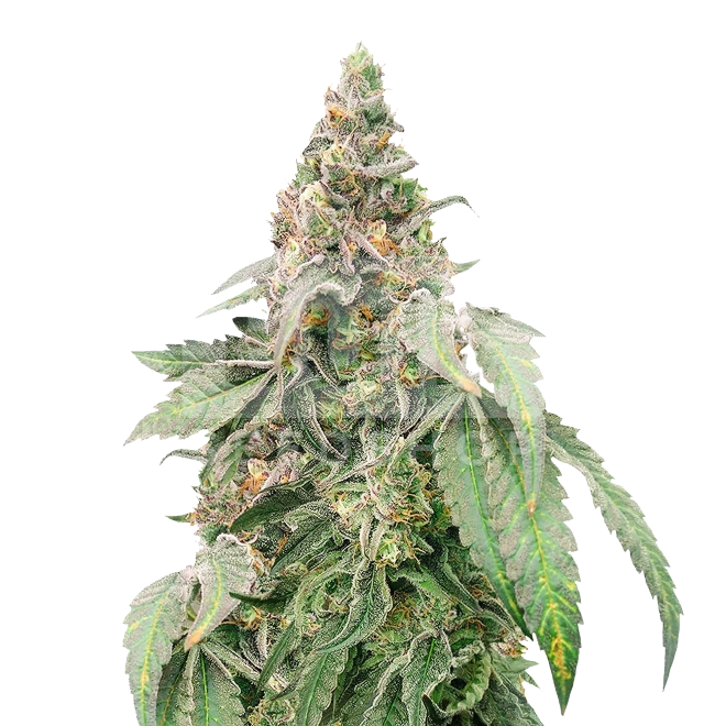 Mimosa Feminized Seeds