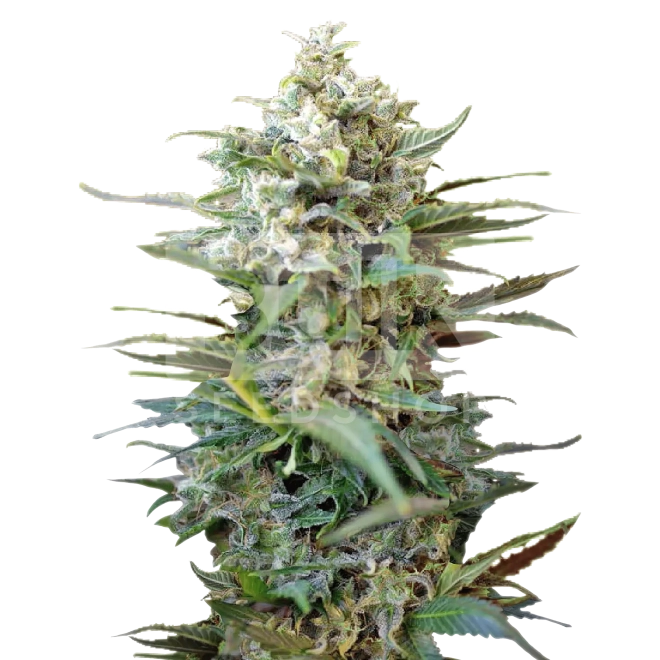 Moonshine Cookies Autoflower Seeds