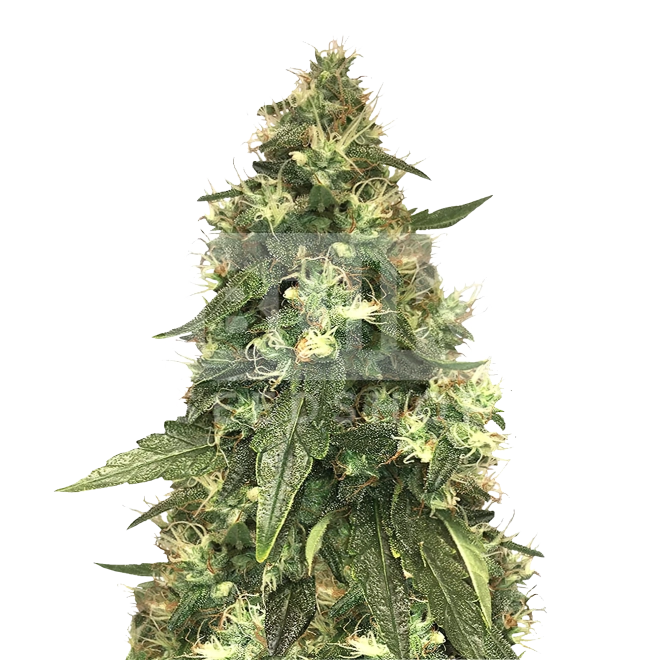 Northern Lights Autoflower Seeds