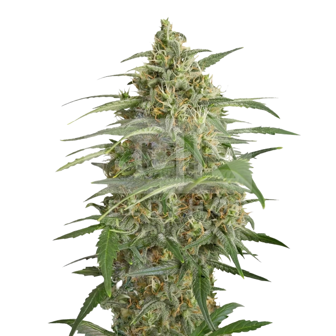 OG Kush Feminized Seeds