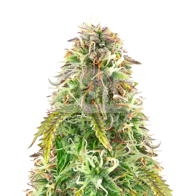 Oreoz Feminized Seeds