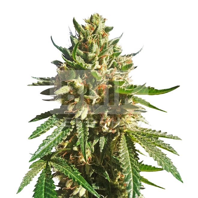 Pink Runtz Autoflower Seeds