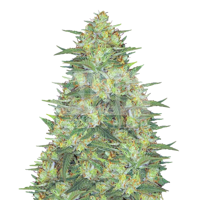 Pure Indica Feminized Seeds