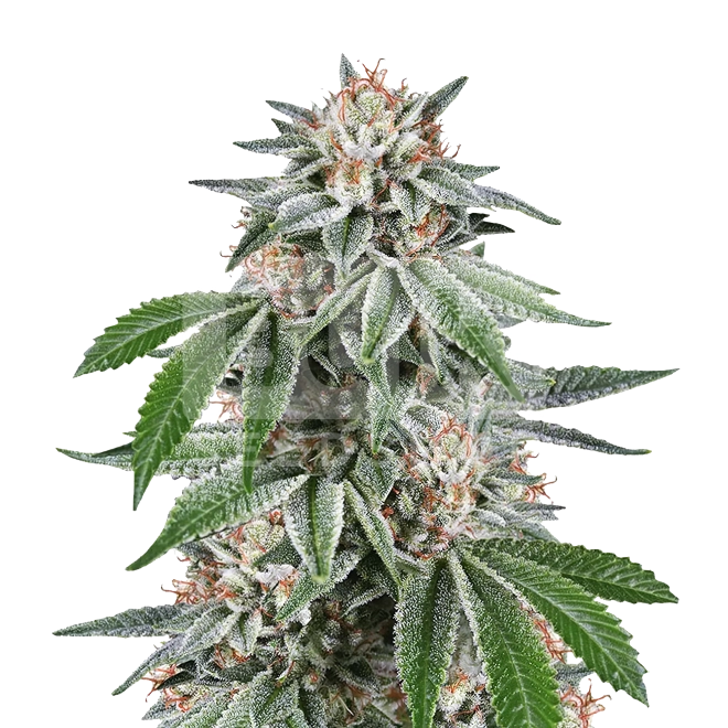 Purple Haze Feminized Seeds