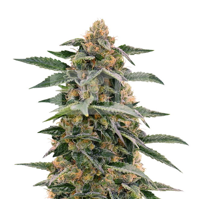 Purple Kush Feminized Seeds