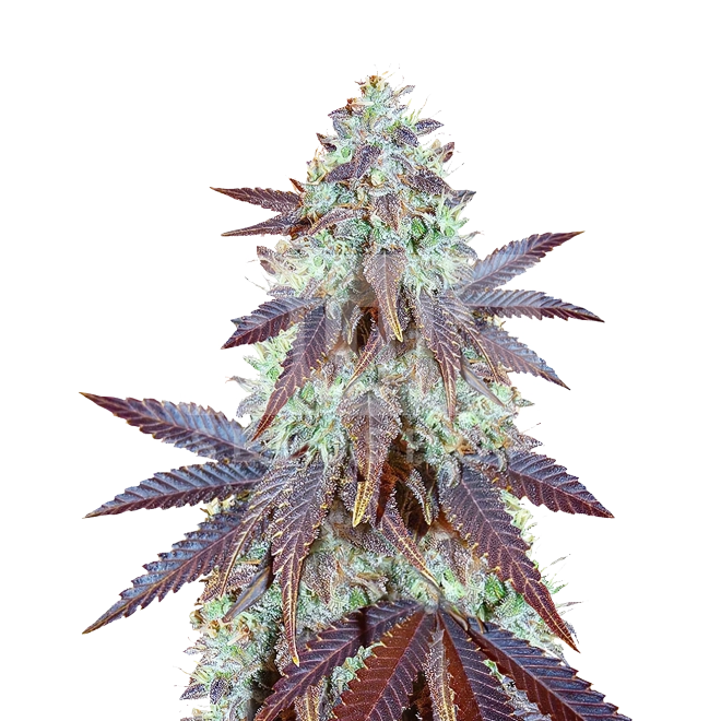 Purple Lemonade Feminized Seeds