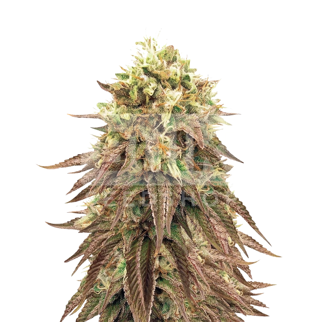 Purple Thai Feminized Seeds