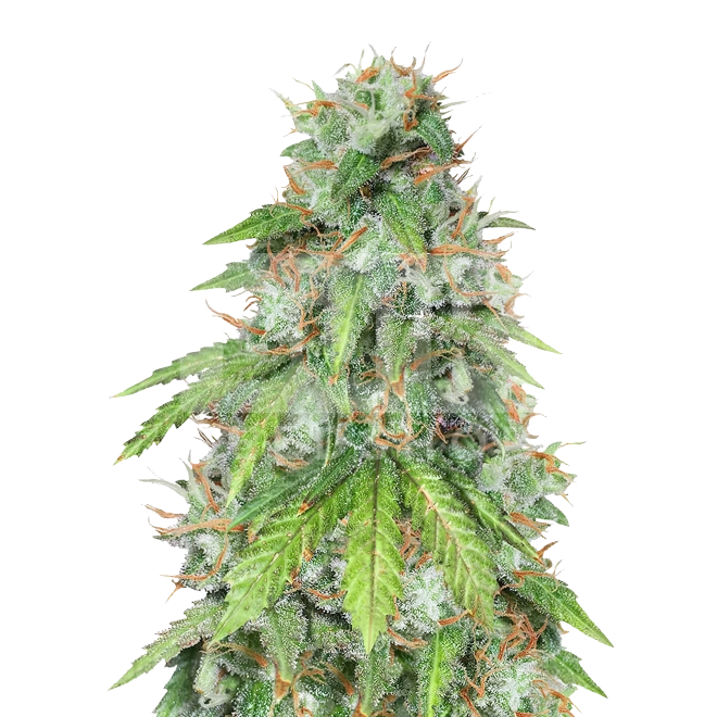 Red Devil Autoflower Seeds