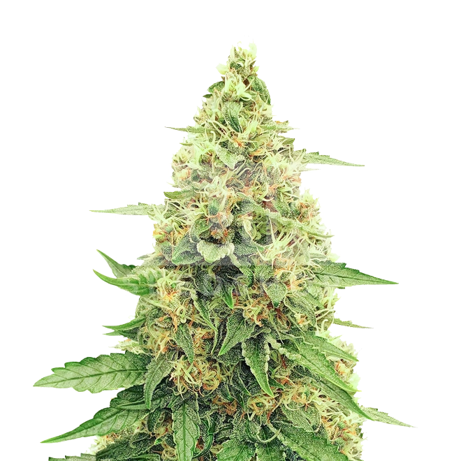 Runtz Feminized Seeds