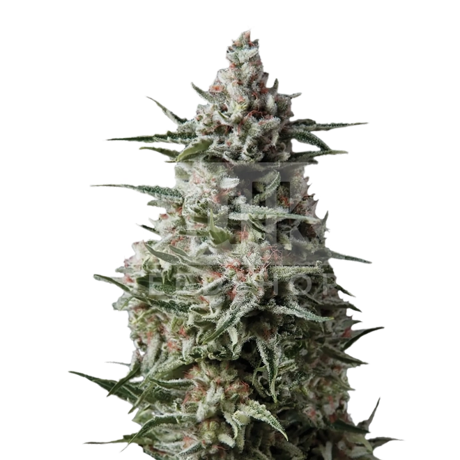 Sirius Black Feminized Seeds