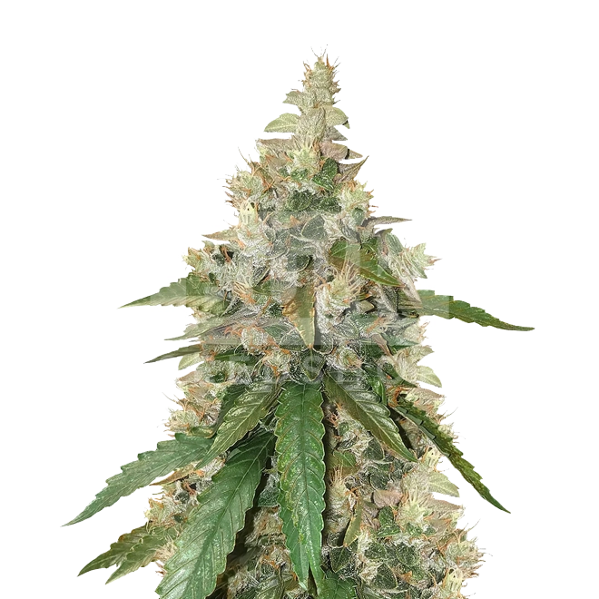 Skunk Autoflower Seeds