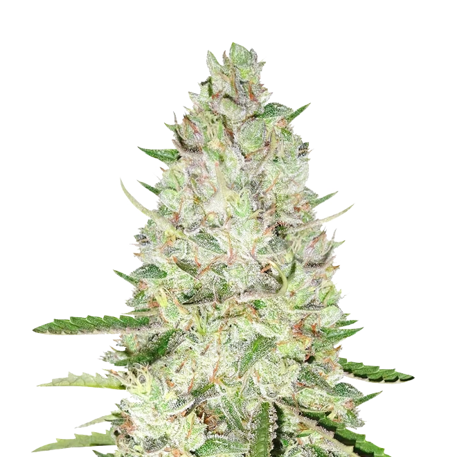 Skywalker Autoflower Seeds