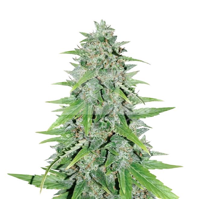 Skywalker OG Feminized Seeds