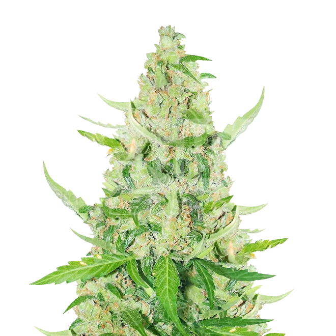 Sour Diesel Autoflower Seeds