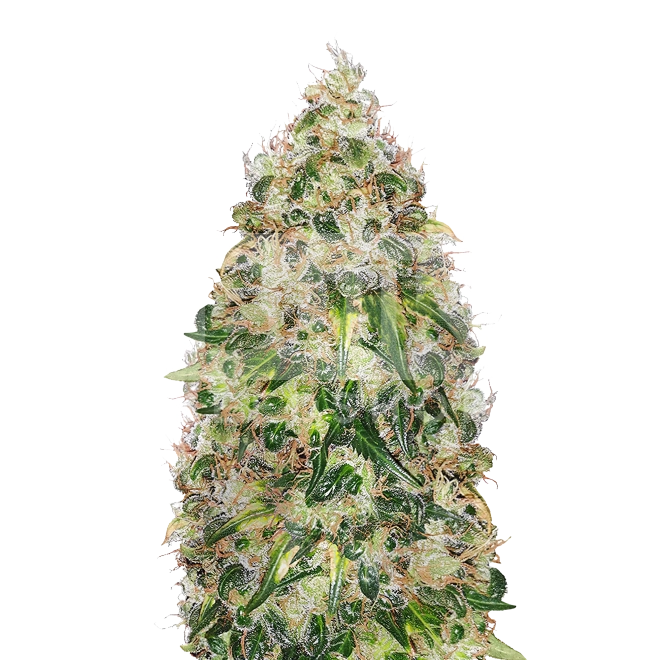 Sour Kush Feminized Seeds