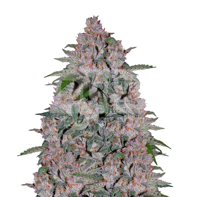 Strawberry Cough Feminized Seeds