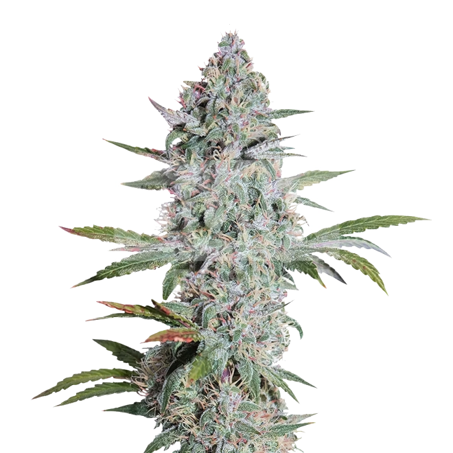 Super Silver Haze Feminized Seeds