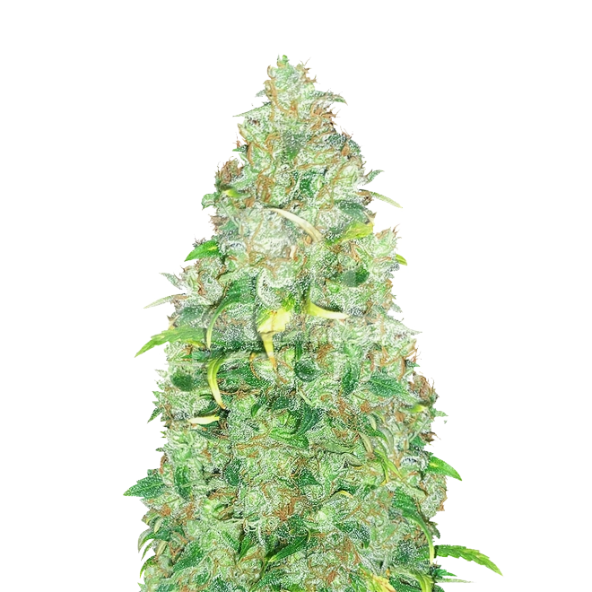 Super Skunk Autoflower Seeds