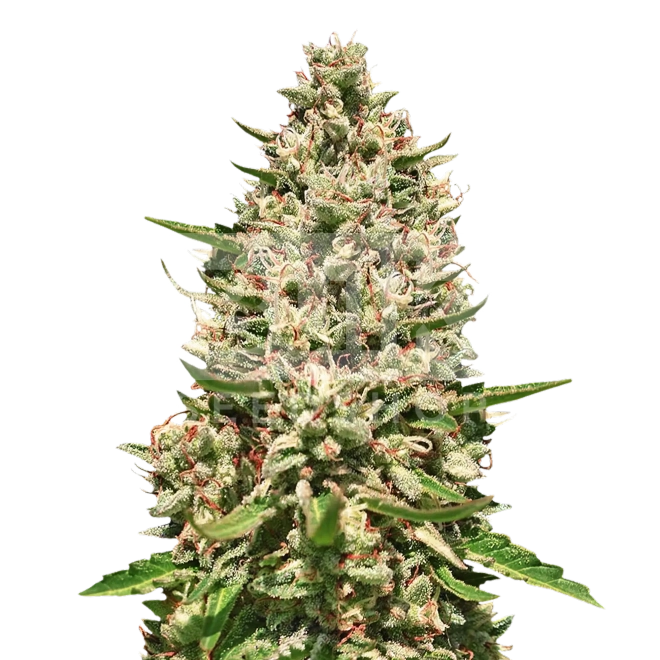 Sweet Island Skunk FV Feminized Seeds