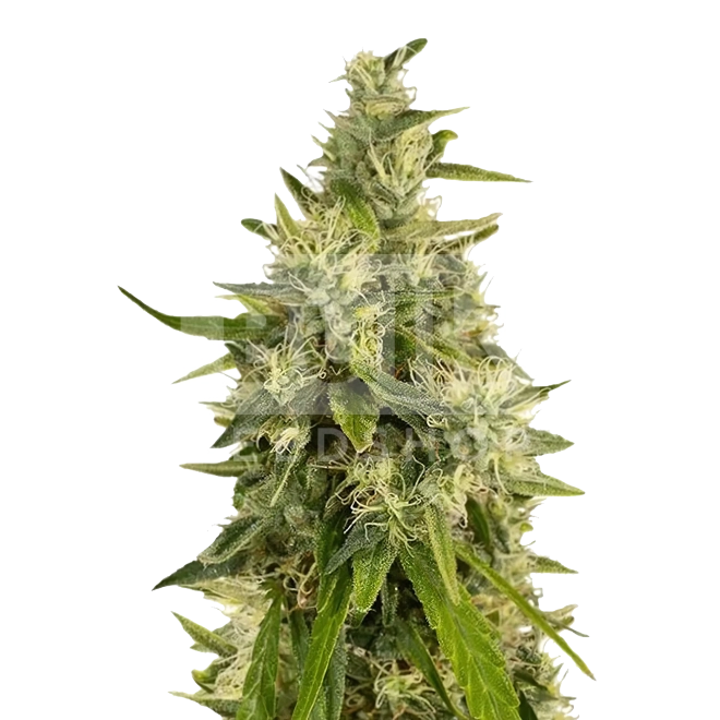 True OG Feminized Seeds