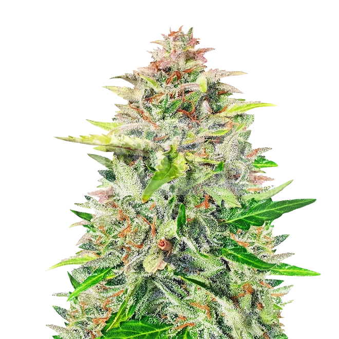 Wedding Cake Autoflower Seeds