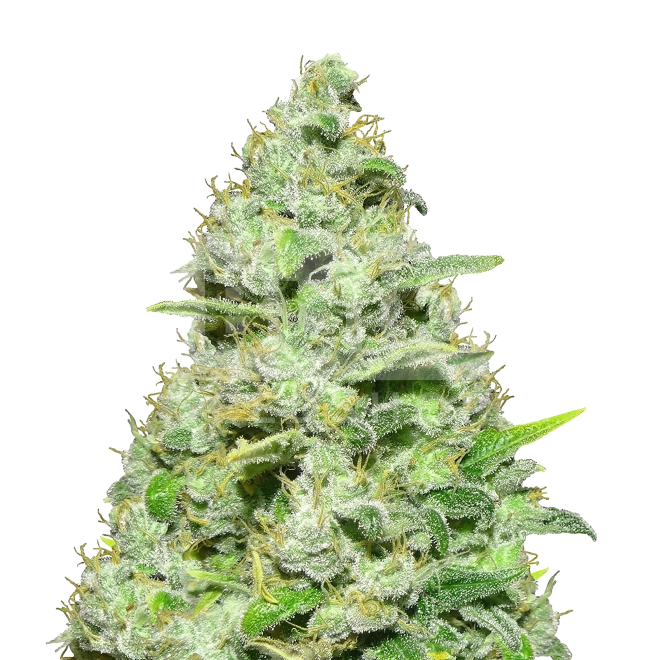 White Rhino Feminized Seeds