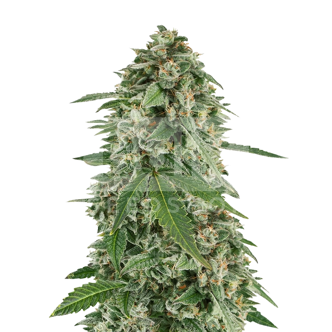 White Widow Autoflower Seeds