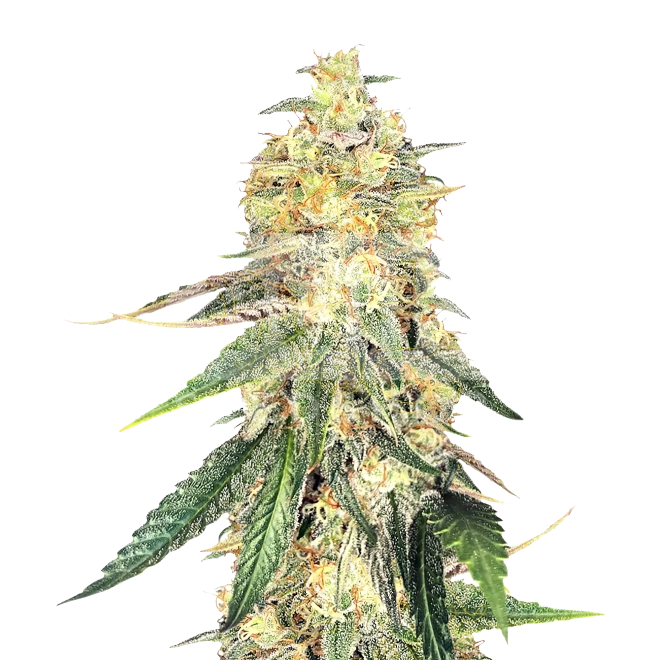 Zkittlez Feminized Seeds