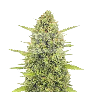 Acapulco Gold Feminized Seeds