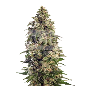 Afghan Feminized Seeds