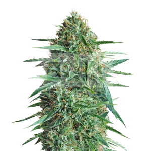 Amnesia Haze Feminized Seeds