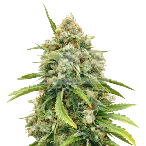 Amnesia Kush Autoflower Seeds