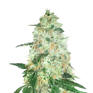 Aurora Indica Autoflower Seeds