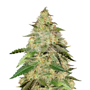 Big Bud Feminized Seeds