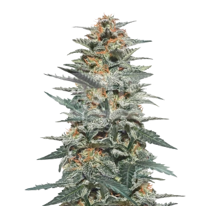 Blackberry Moonrocks Feminized Seeds