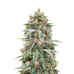 Blueberry Autoflower Seeds