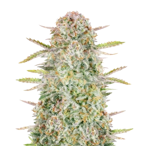 Bruce Banner Autoflower Seeds