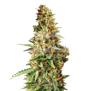 Durban Poison Feminized Seeds