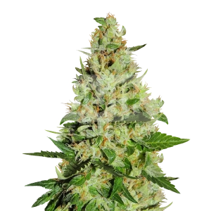 Fat Bastard Feminized Seeds