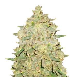 Gary Payton Feminized Seeds