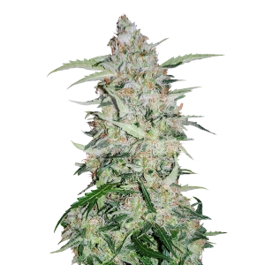 Girl Scout Cookies Autoflower Seeds