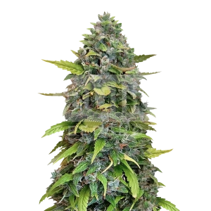 Gorilla Glue #4 Feminized Seeds